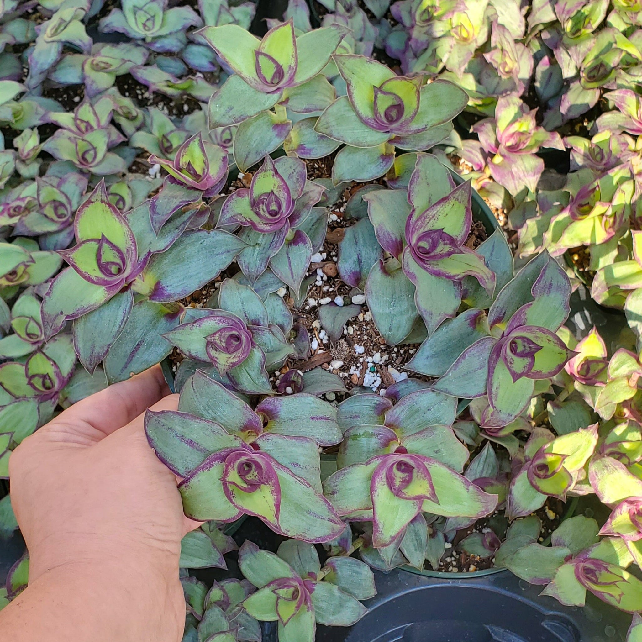Callisia soconuscensis 'Dragon Tail'