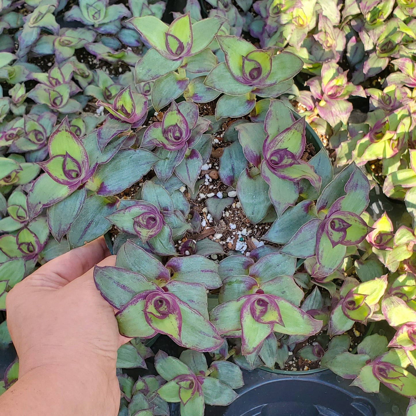 Callisia soconuscensis 'Dragon Tail'