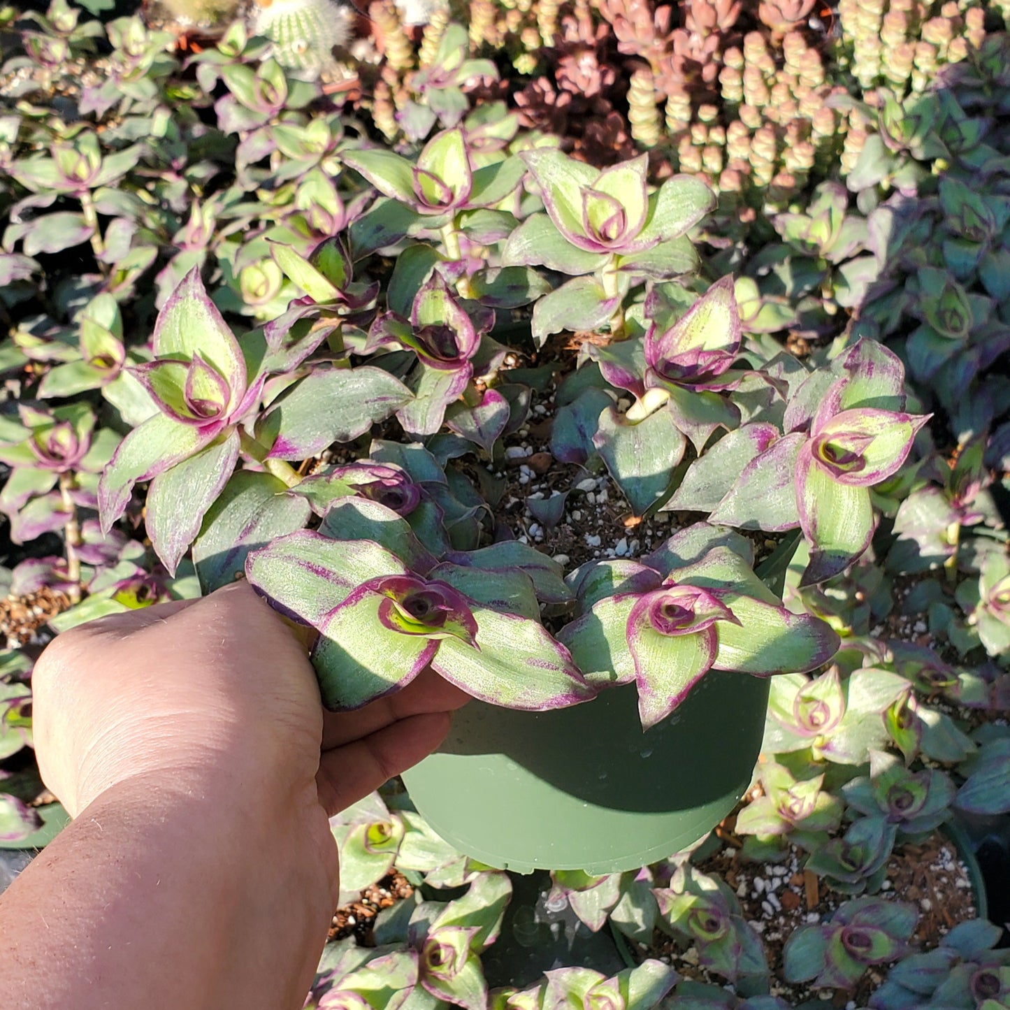 Callisia soconuscensis 'Dragon Tail'