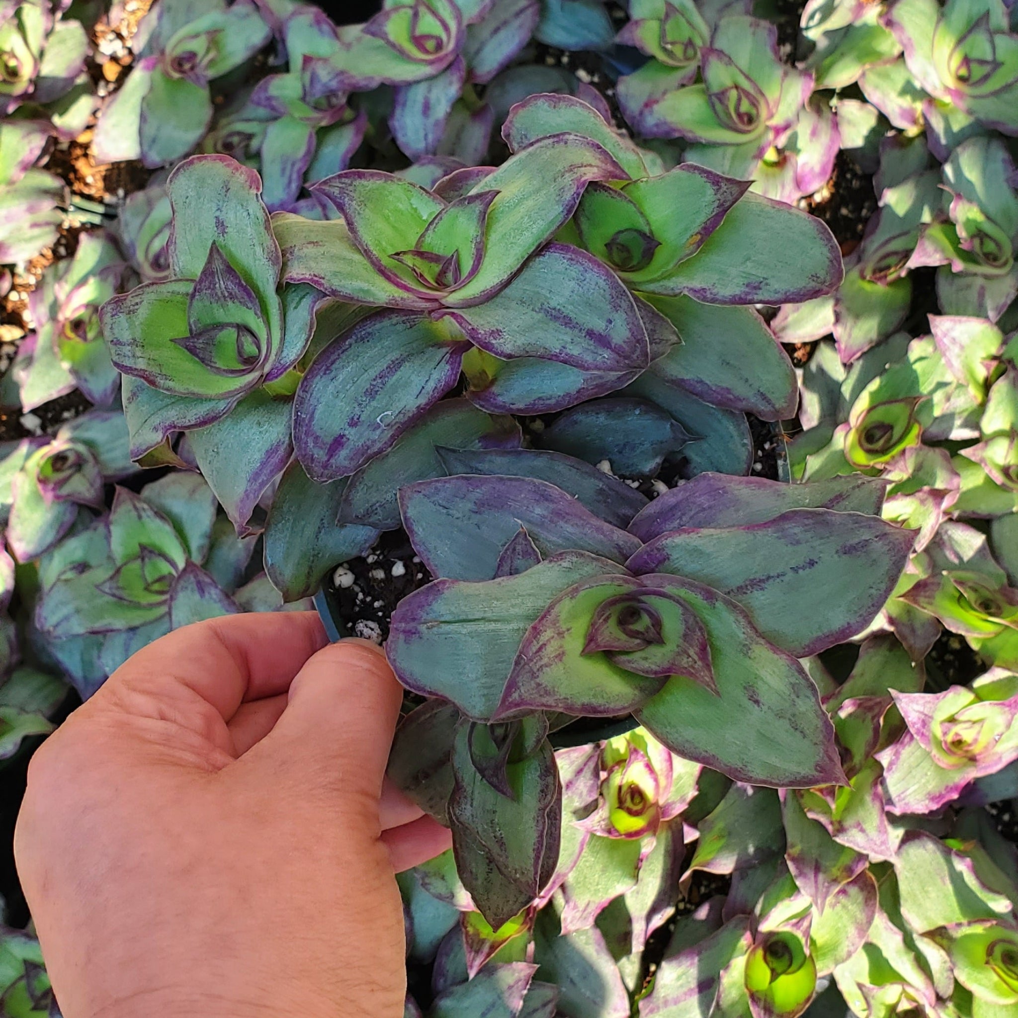 Callisia soconuscensis 'Dragon Tail'
