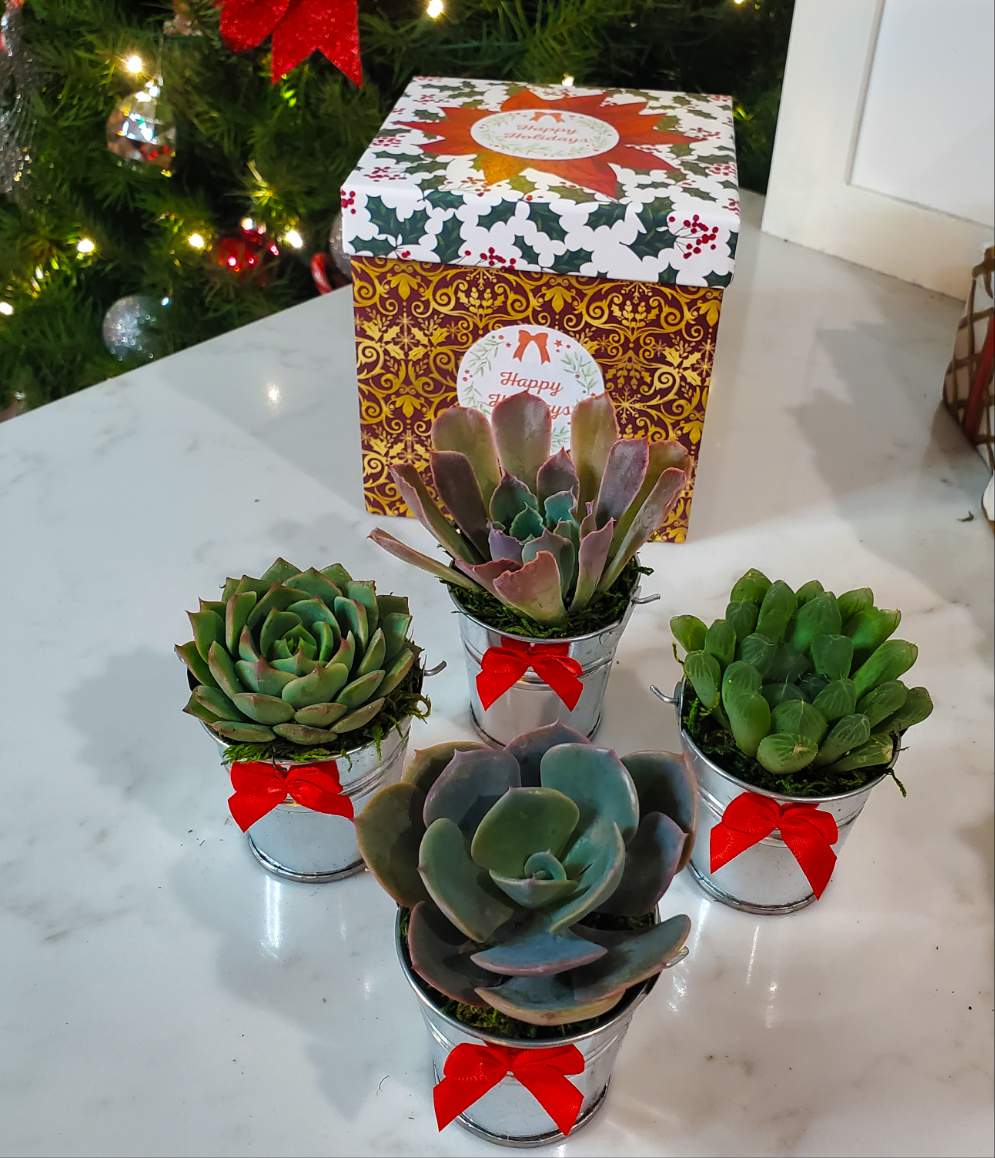 christmas succulent gift ideas Holiday Succulent Gift Box