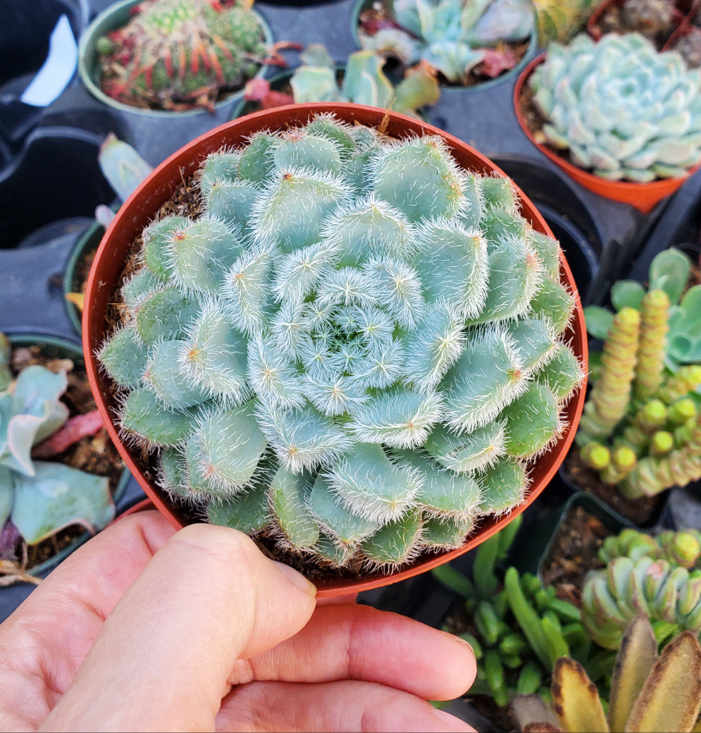 velvety succulent Echeveria setosa 'Mexican Firecracker'