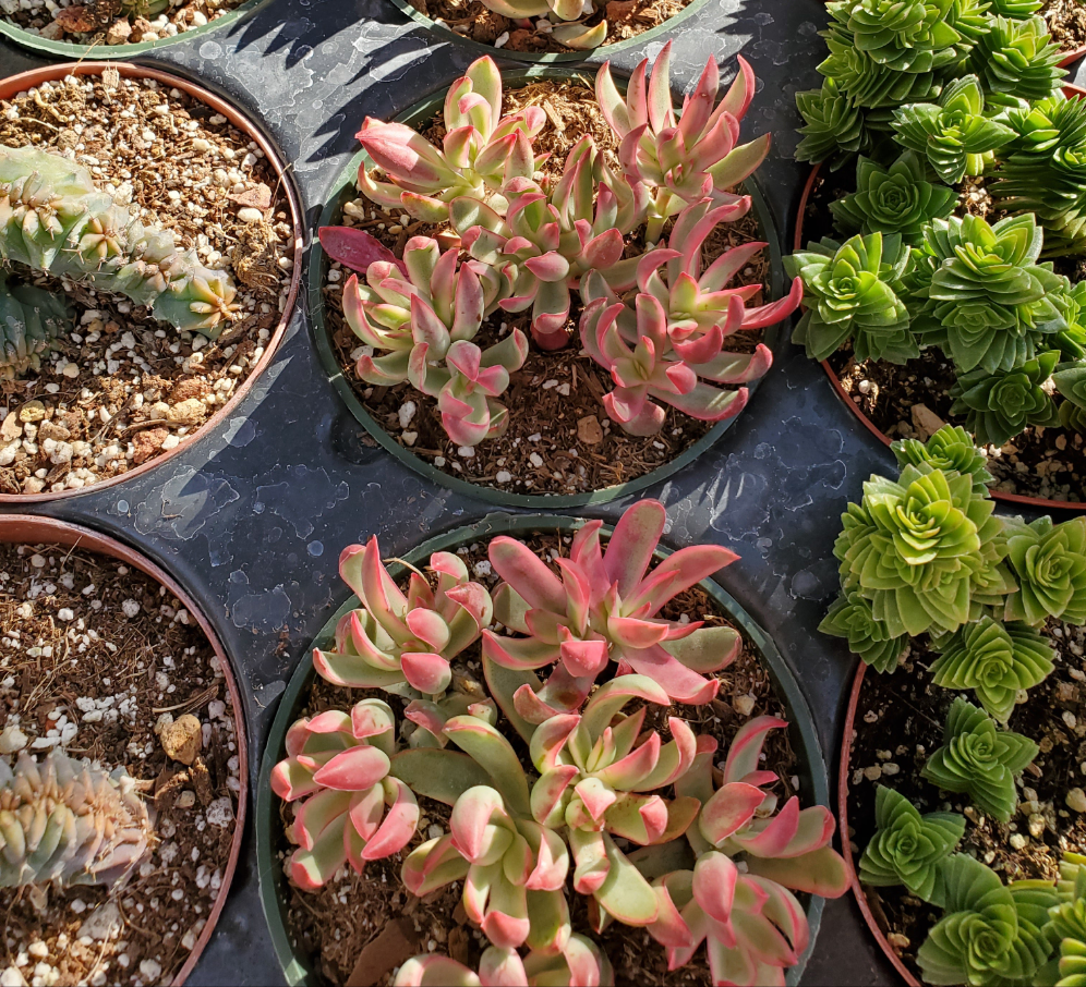 candy stick plant succulent Crassula rubricaulis 'Candy Cane'