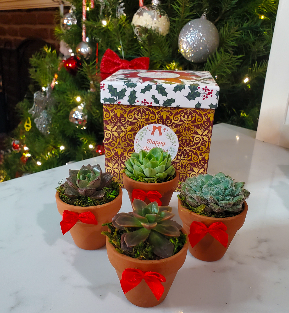 succulents in a box gift Holiday Succulent Gift Box