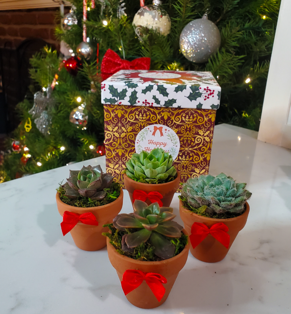 mother's day succulent gifts Holiday Succulent Gift Box