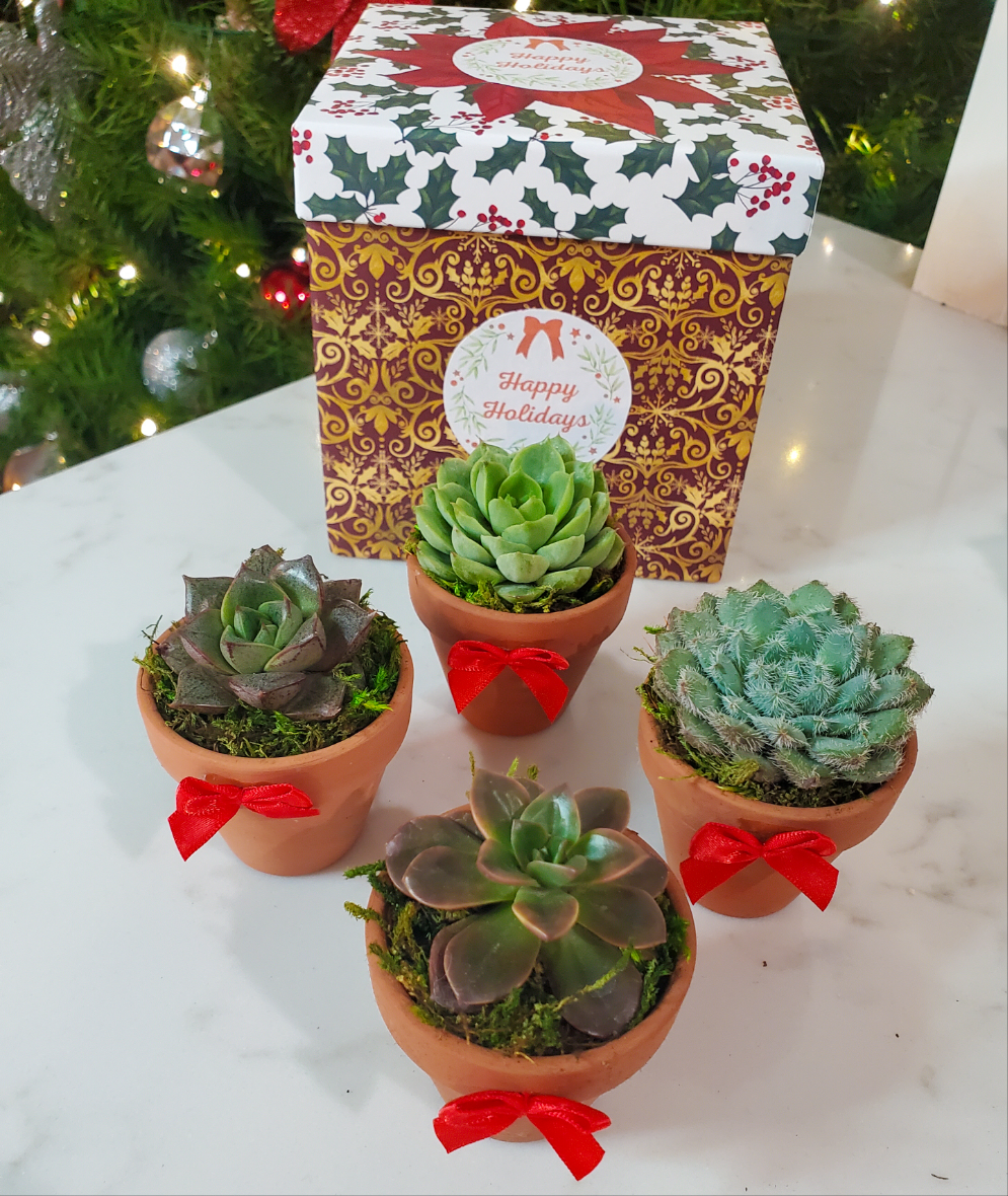 succulent plant as a gift Holiday Succulent Gift Box