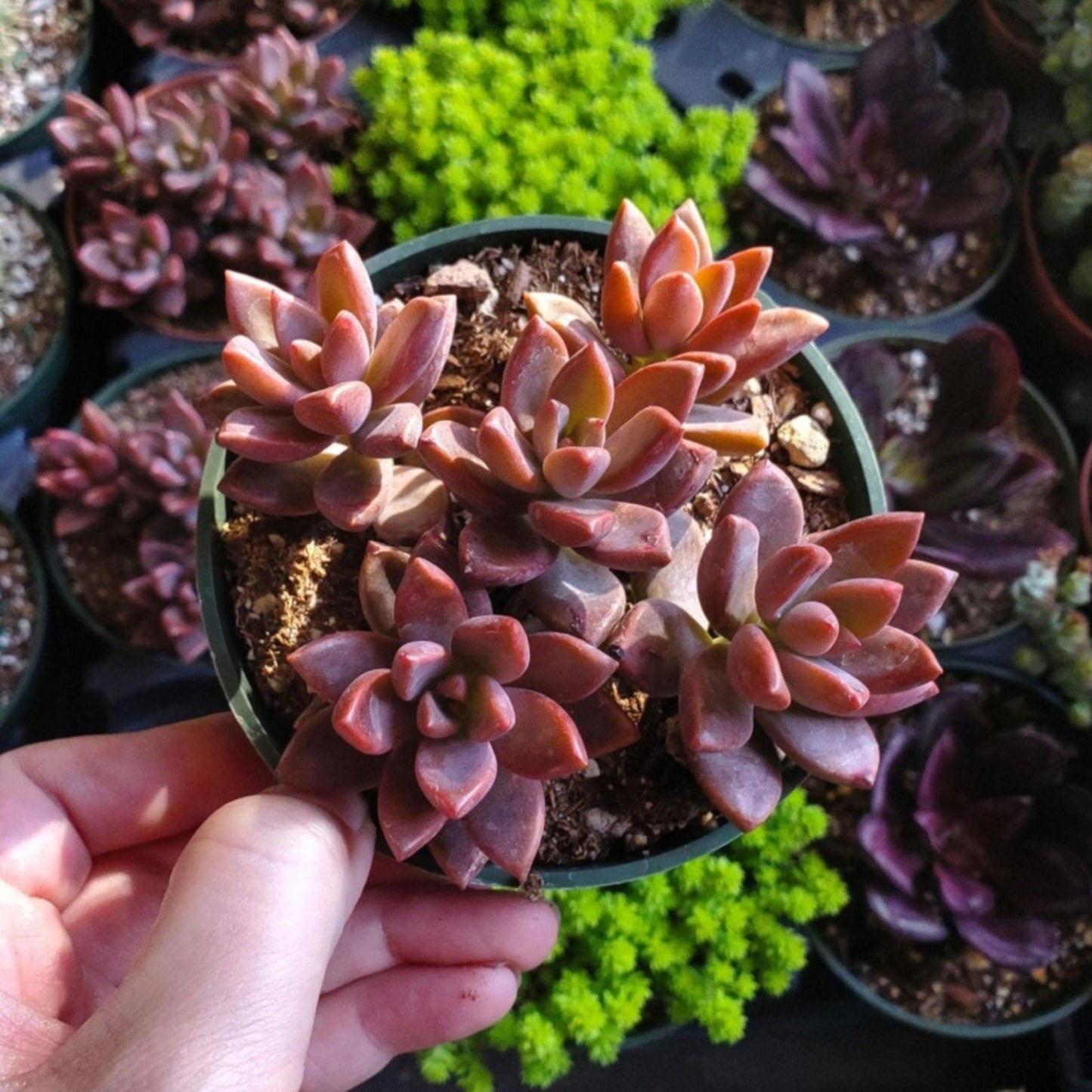 Graptosedum 'Vera Higgins'