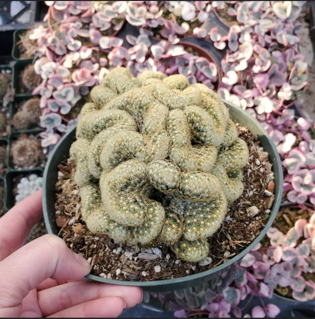 succulents brain cactus 6 Inch Mammillaria elongata cristata 'Brain Cactus'