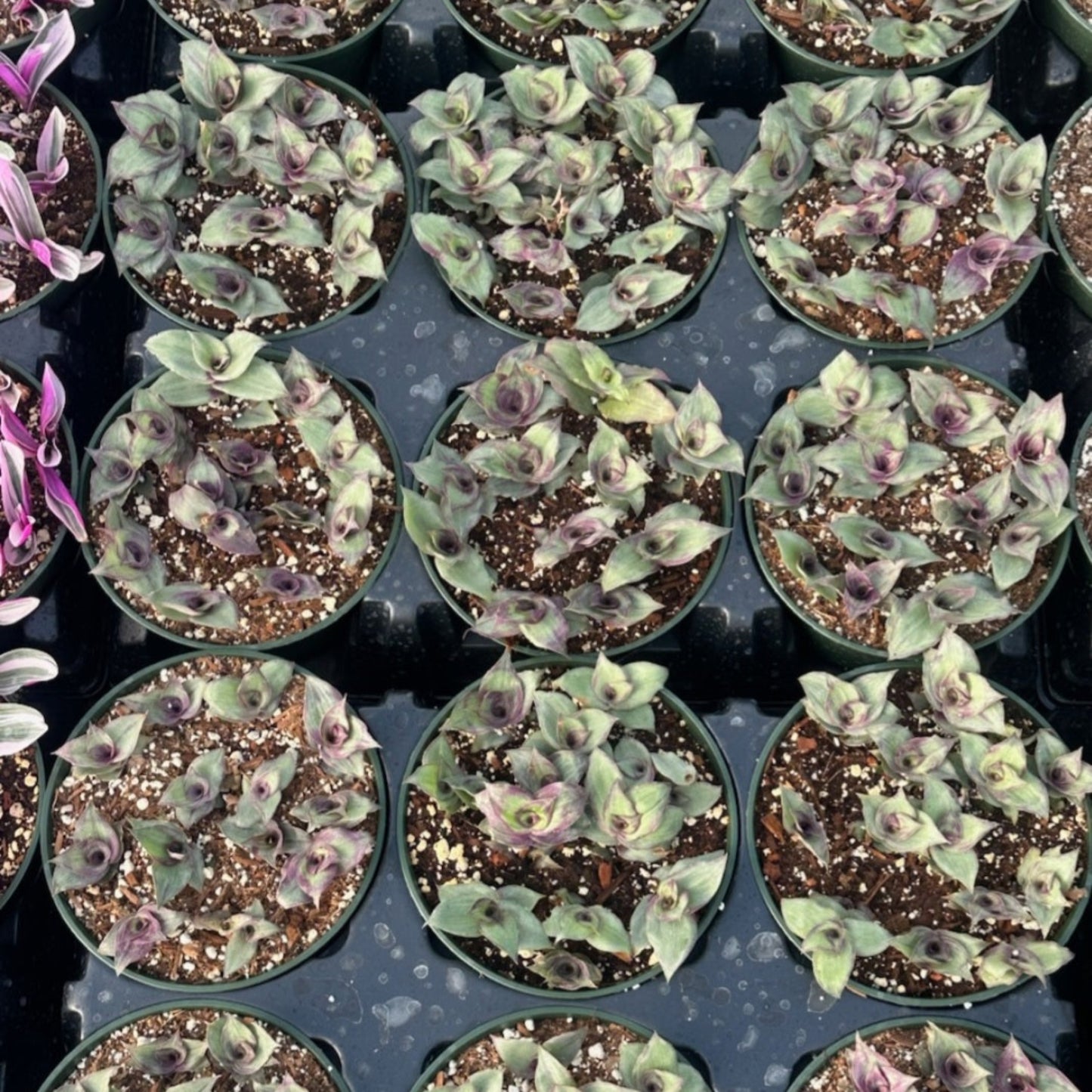 Callisia soconuscensis 'Dragon Tail'