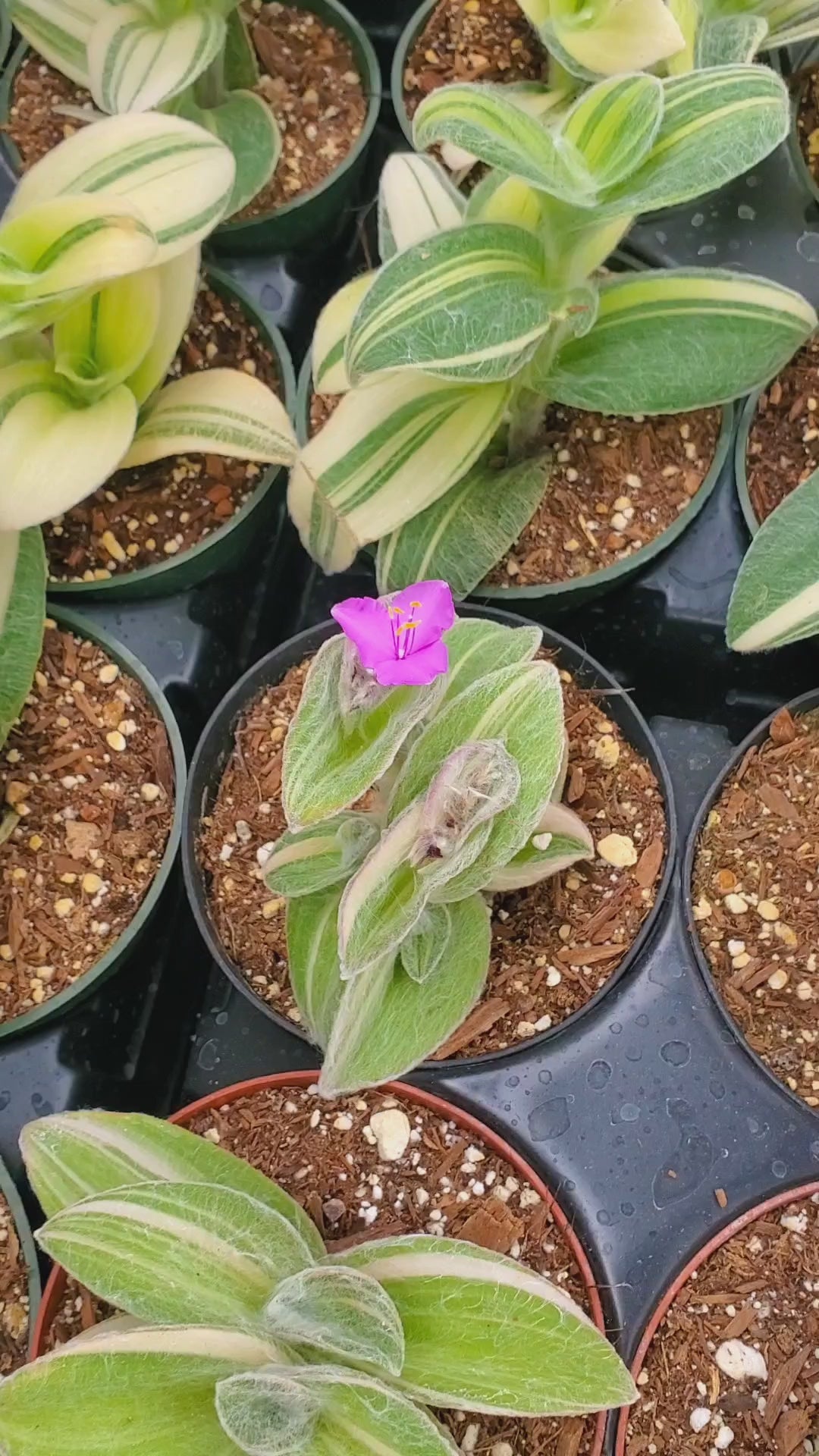 Tradescantia fluminensis variegata