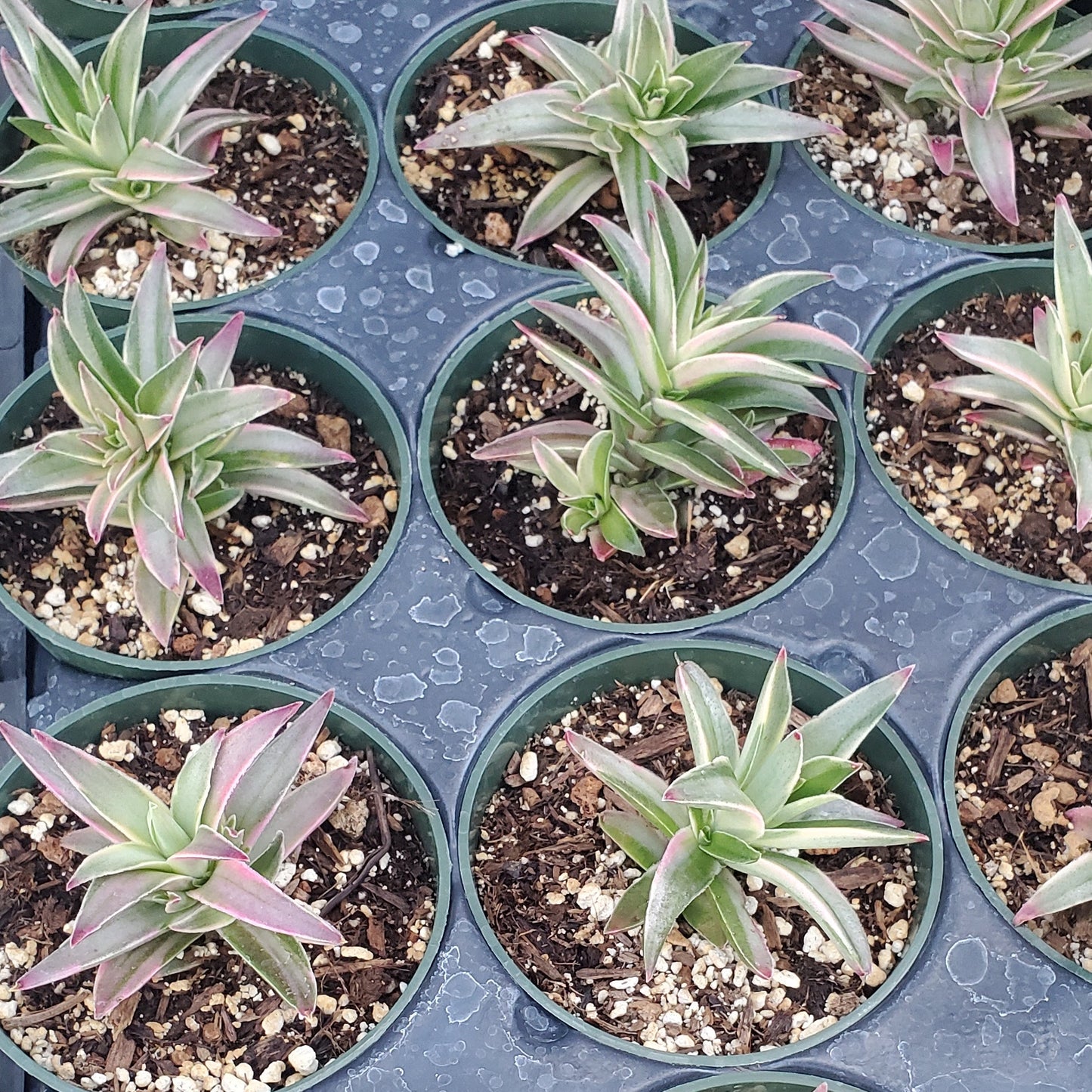 Variegated Crassula Campfire