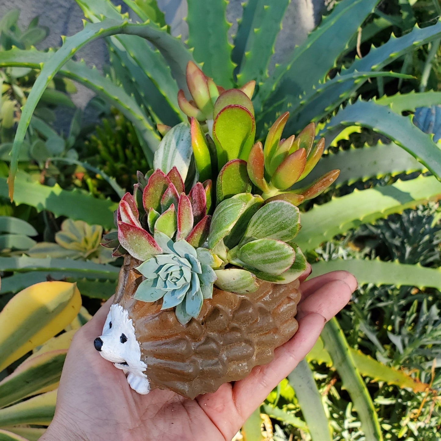 Hedgehog Cement Planter Succulent Arrangement