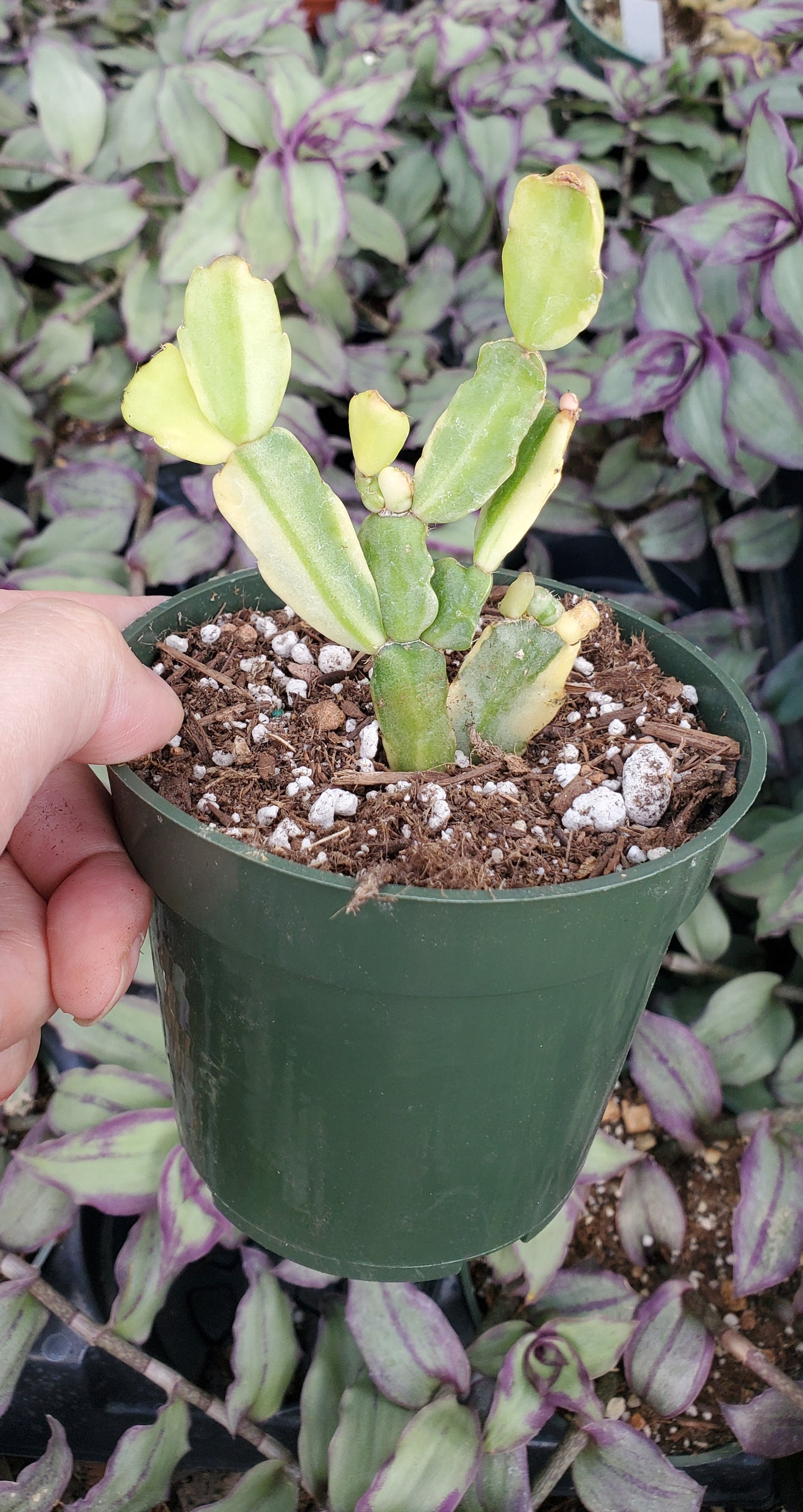 Variegated Schlumbergera 'Variegated Christmas Cactus'