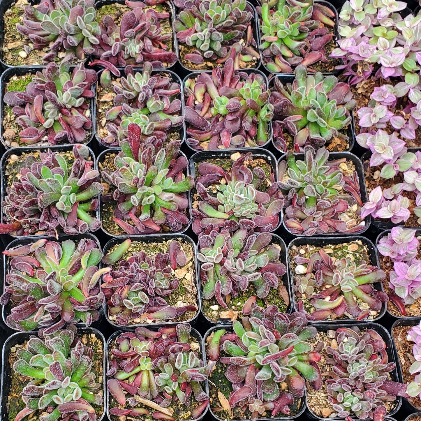 Sedum Pubescens