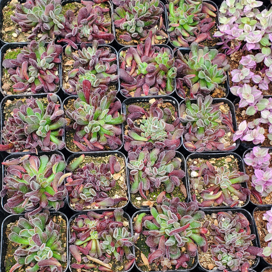 Sedum Pubescens
