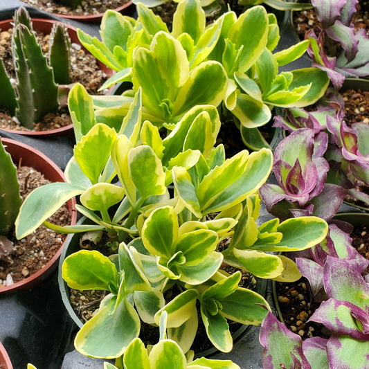Sedum Frosted Fire