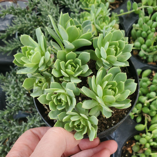 Greenovia dodrentalis 'Mountain Rose'