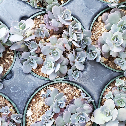 Sedum Sunsparkler® 'Blue Elf'