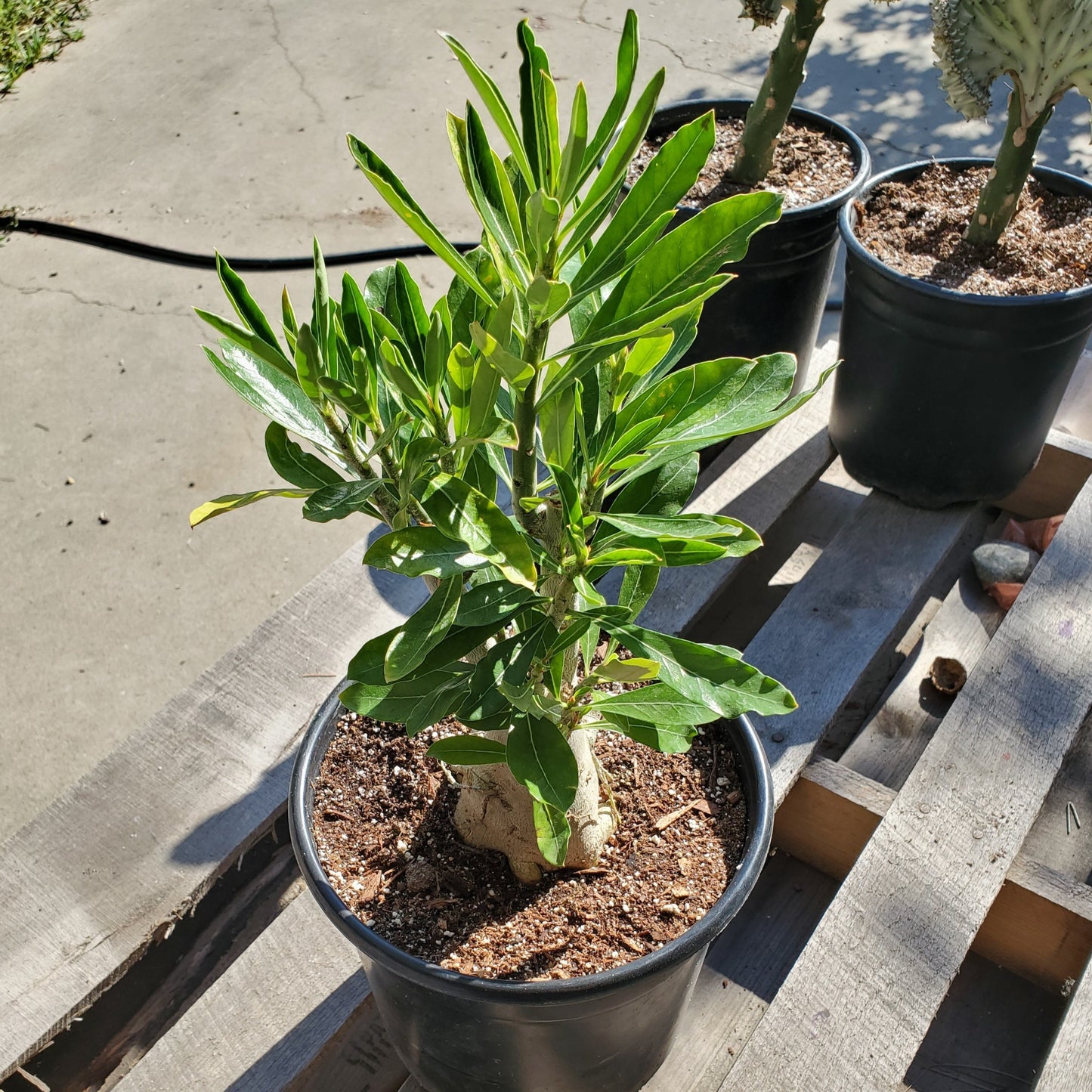 Adenium obesum (Red Flower) 'Desert Rose'