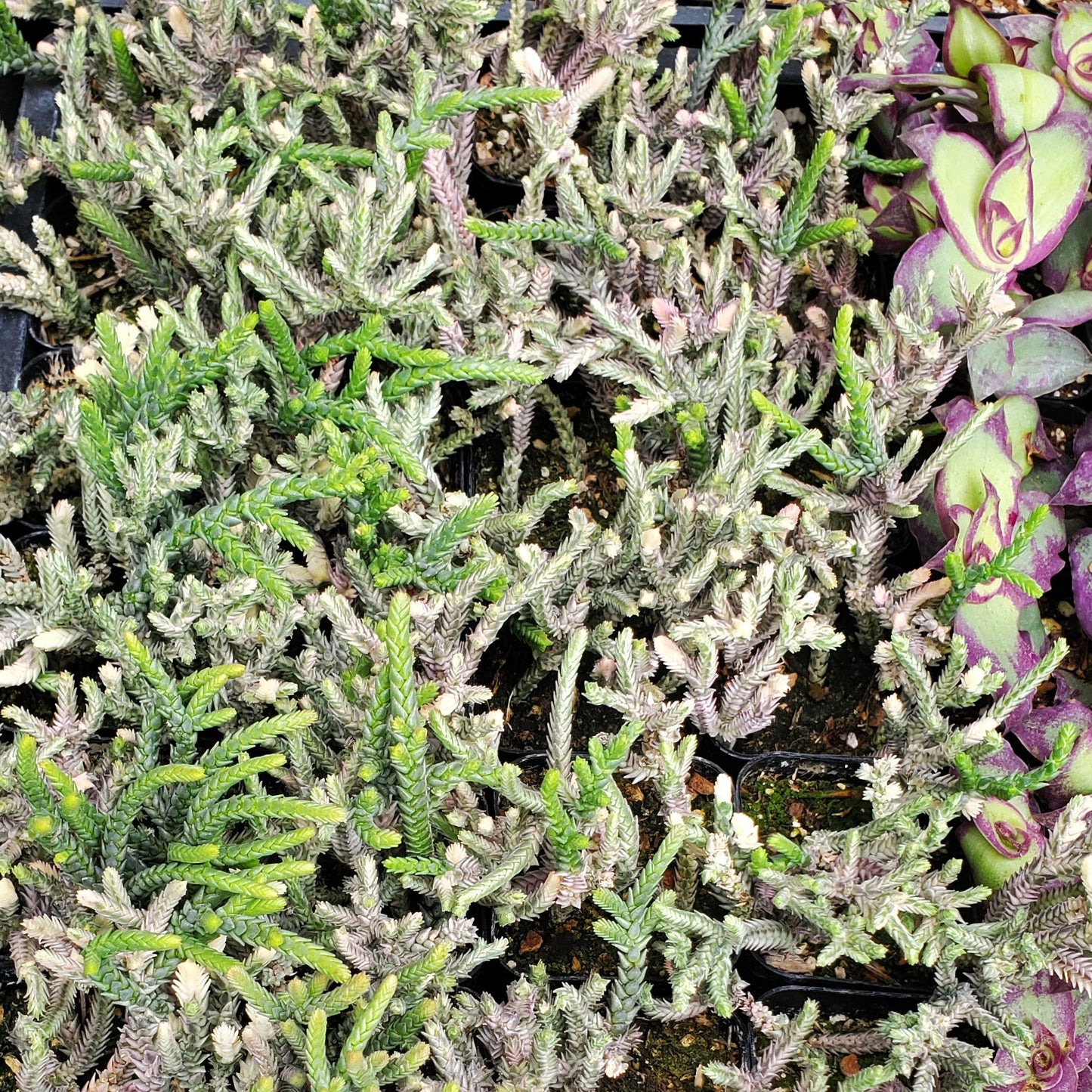 Variegated Crassula muscosa 'Variegated Watch Chain' or 'Zipper Plant'