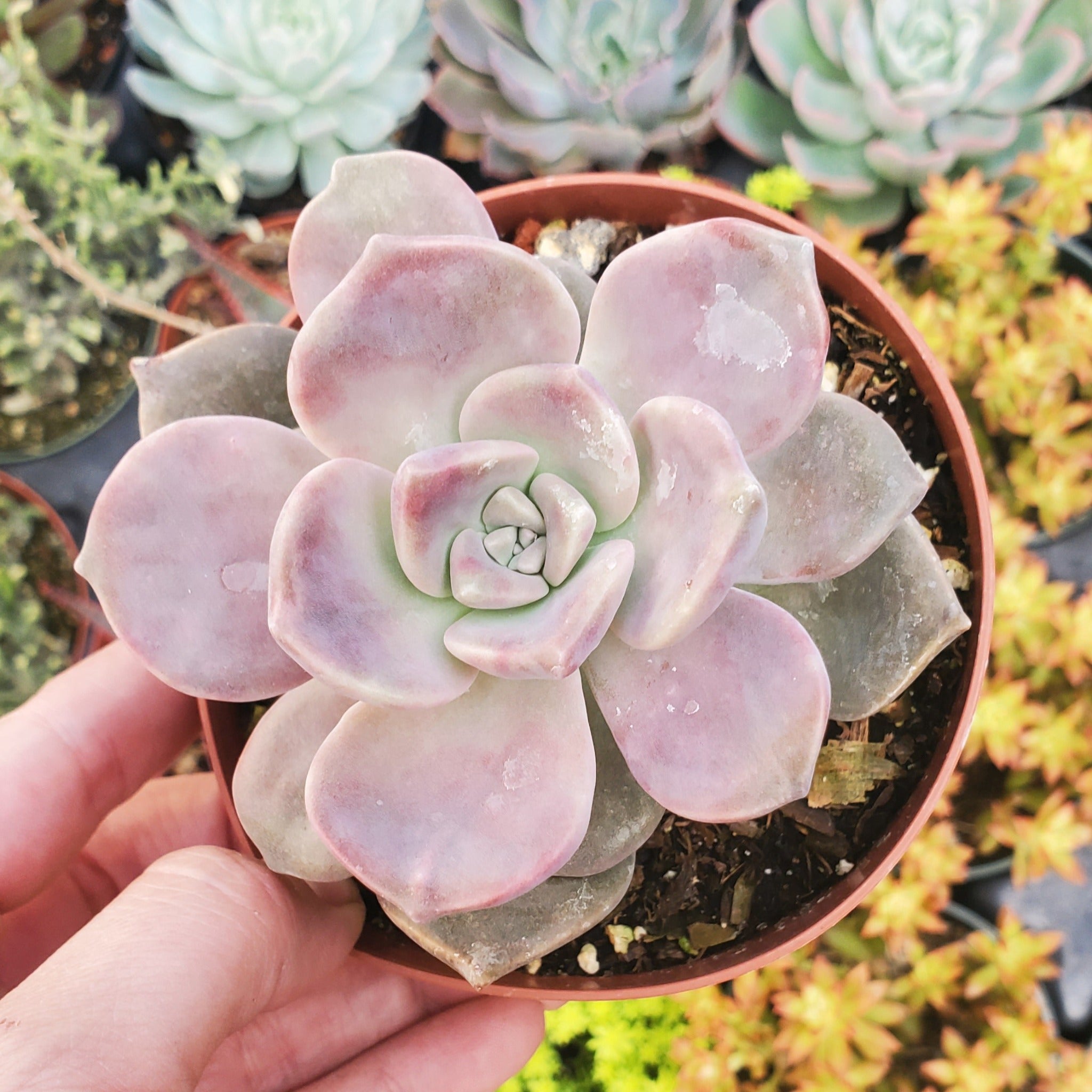 succulent purple delight Graptopetalum 'Purple Delight'
