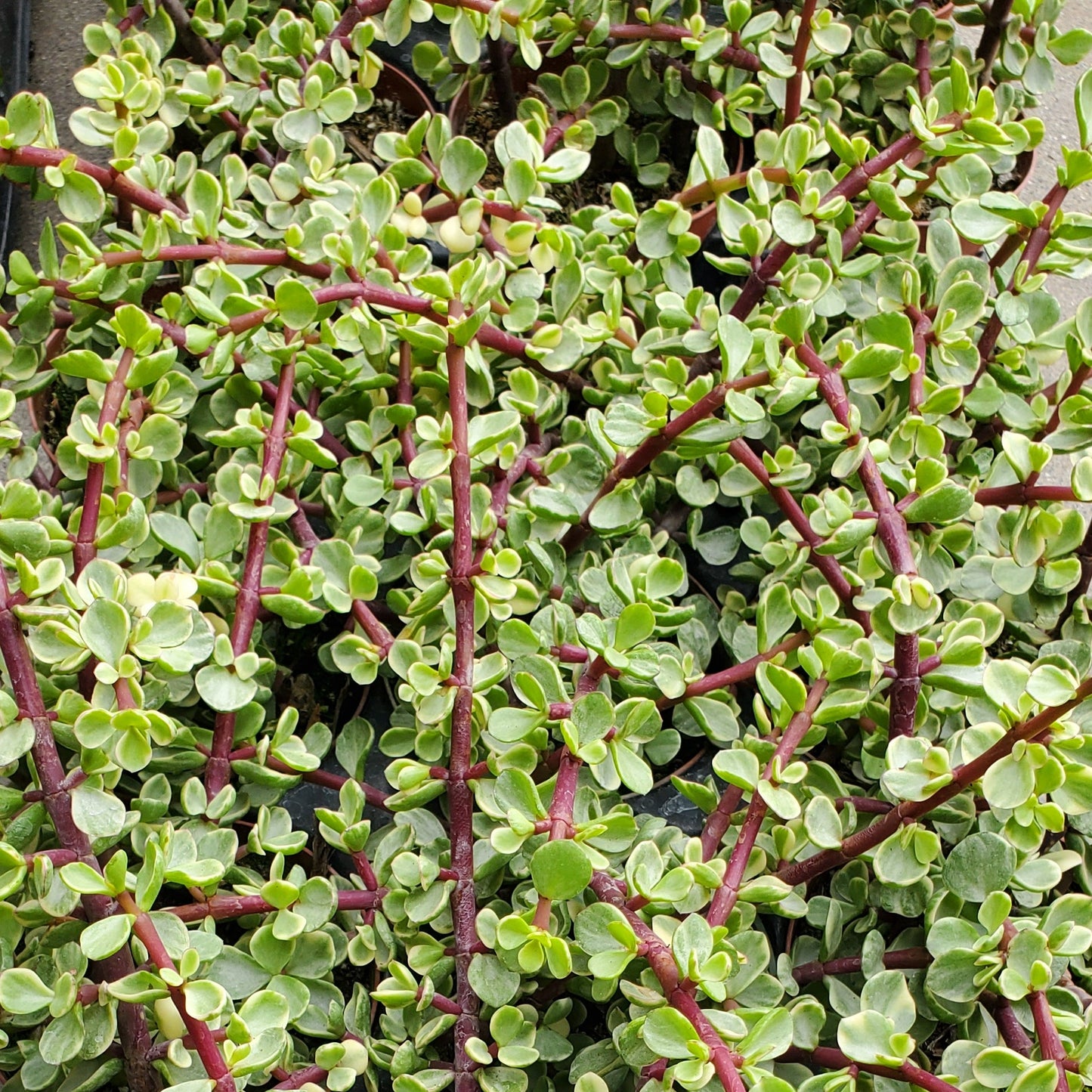 Portulacaria afra f. variegata 'Rainbow Bush'