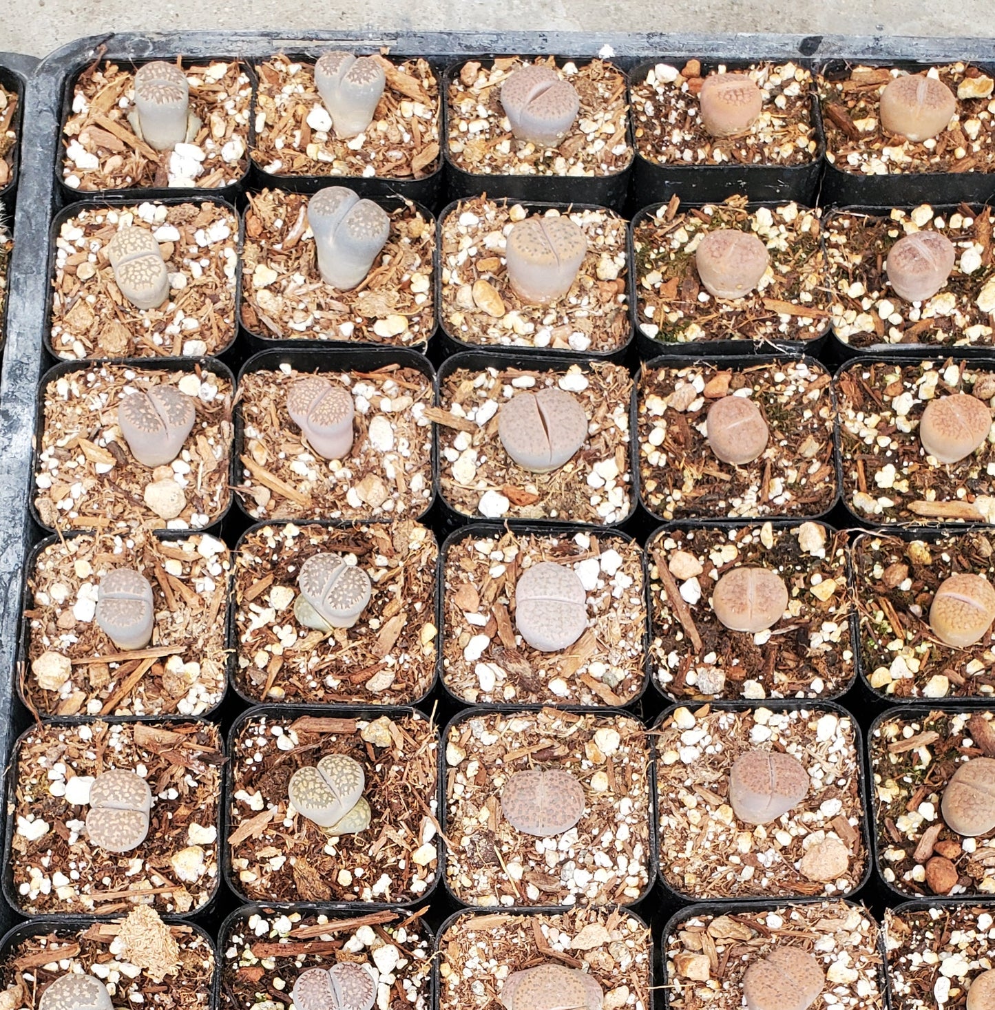 Lithops 'Living Stones'