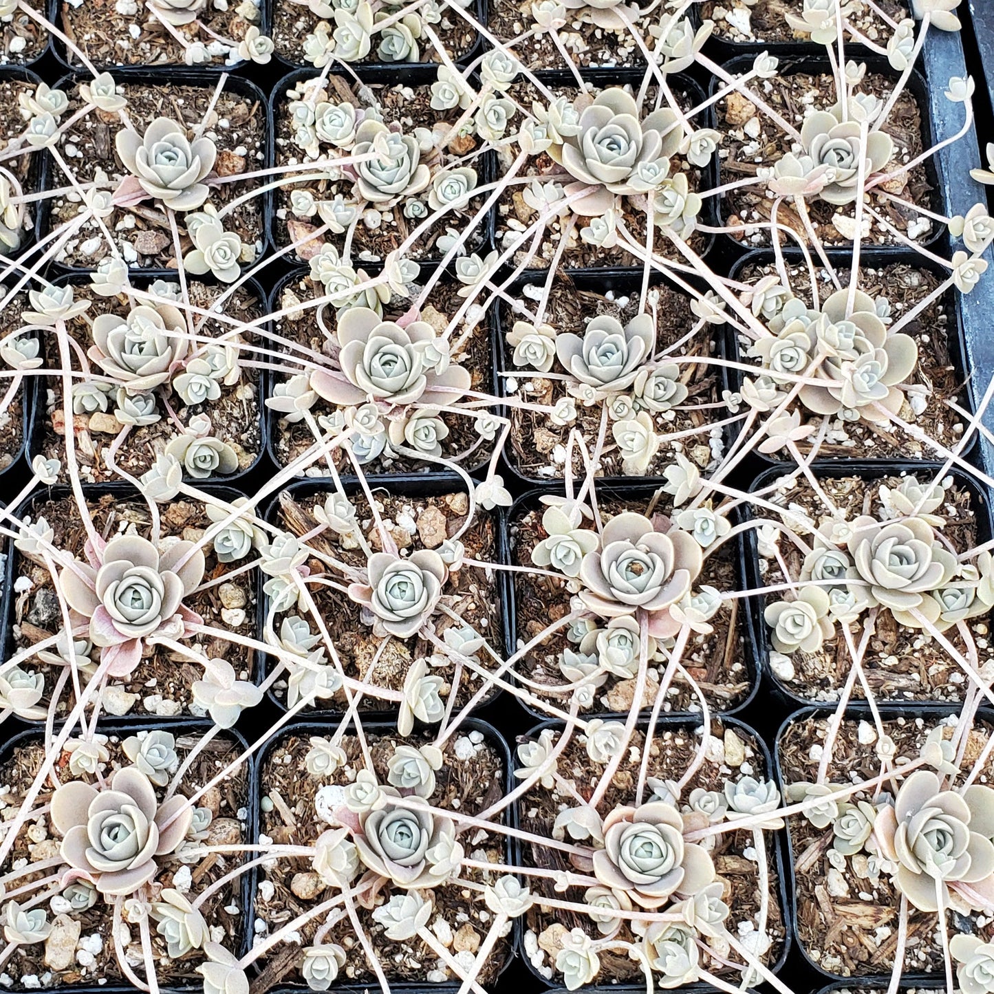 Orostachys malacophylla var. iwarenge 'Chinese Dunce Cap'