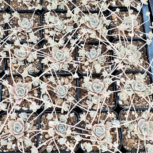 Orostachys malacophylla var. iwarenge 'Chinese Dunce Cap'