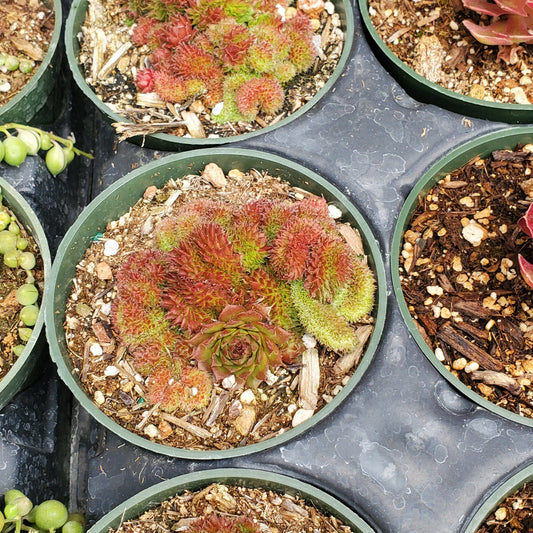 Crested Sempervivum