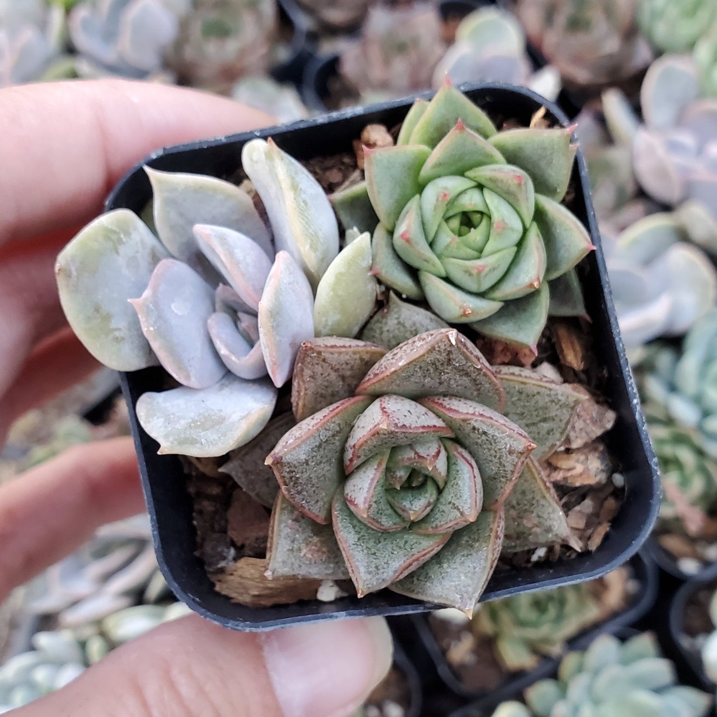 Echeveria Mix (Green, Red & Purple)