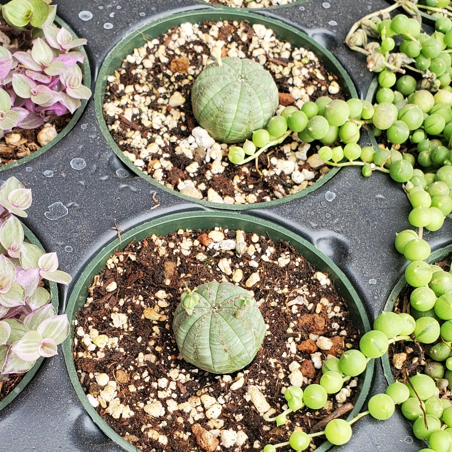 Euphorbia Obesa
