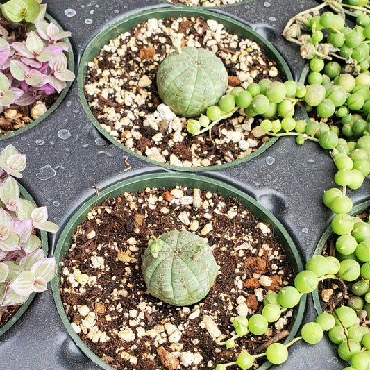Euphorbia Obesa