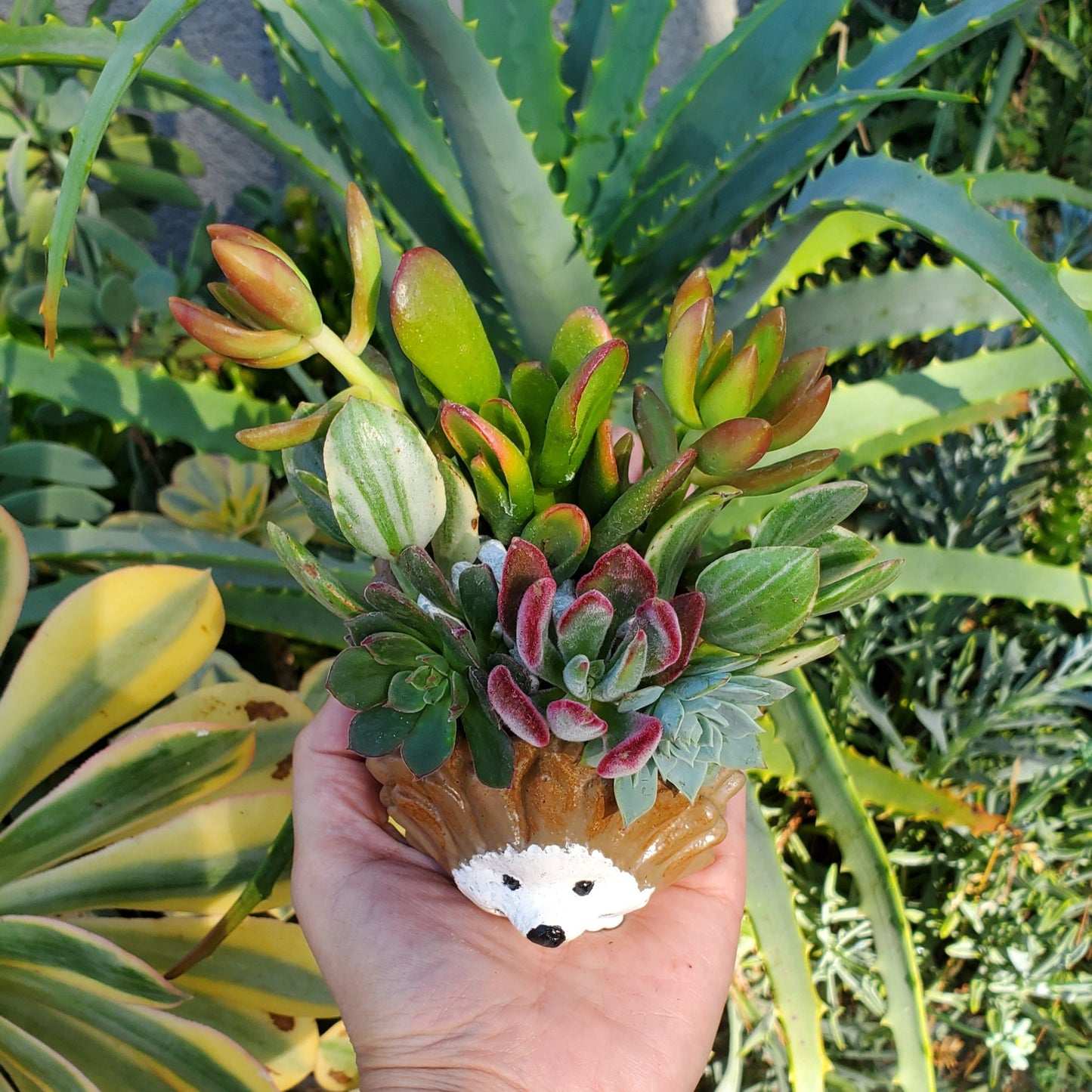 Hedgehog Cement Planter Succulent Arrangement