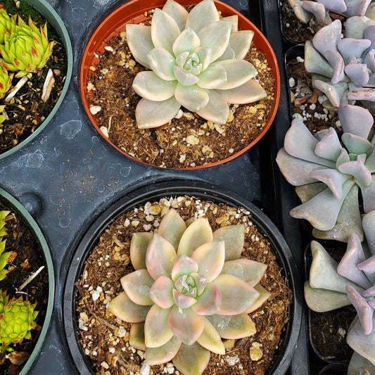 Variegated Titubans