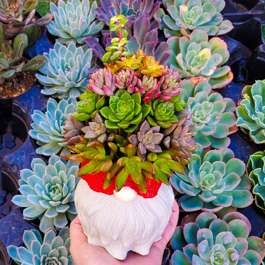 Large Succulent Gnome Arrangement