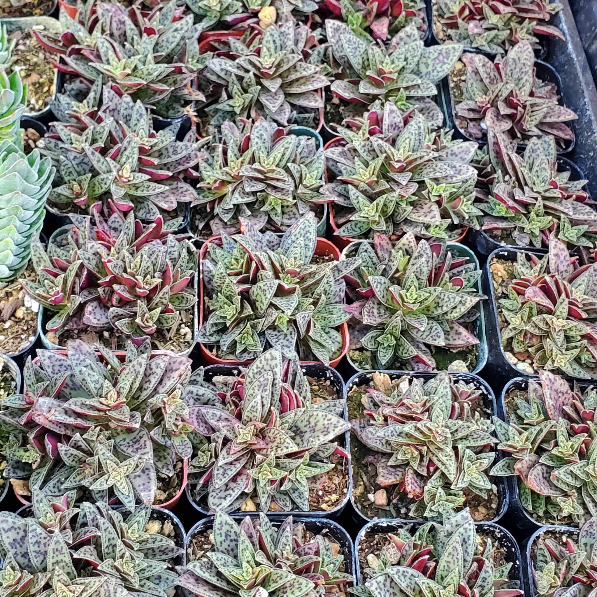 jade tiger plant Crassula pellucida ssp. marginalis f. rubra 'Calico Kitten'