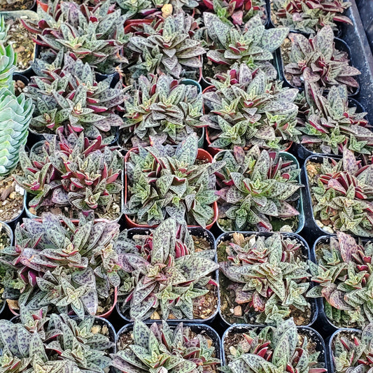 Crassula exilis ssp. cooperi 'Tiger Jade'