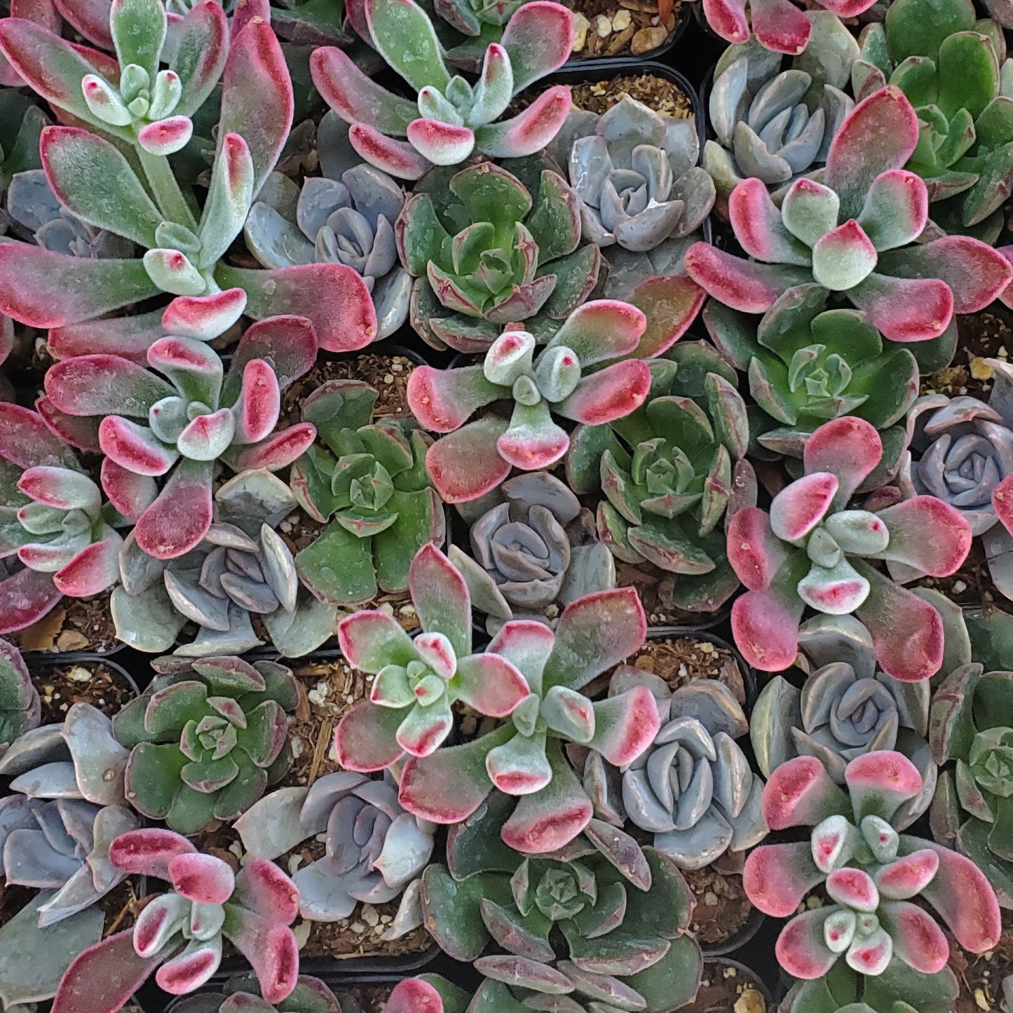 2 inch Echeveria Mix Pot (Ruby Slippers, Orion, Ana Lu)