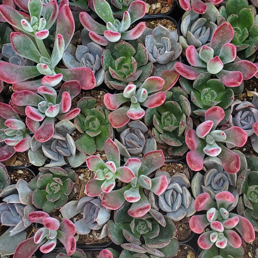 2 inch Echeveria Mix Pot (Ruby Slippers, Orion, Ana Lu)