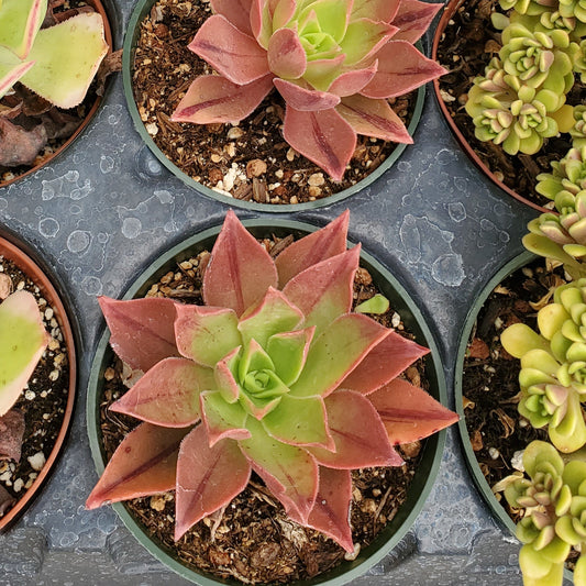 Aeonium Leucoblepharum