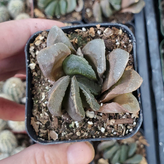 Haworthia truncata v. maughanii