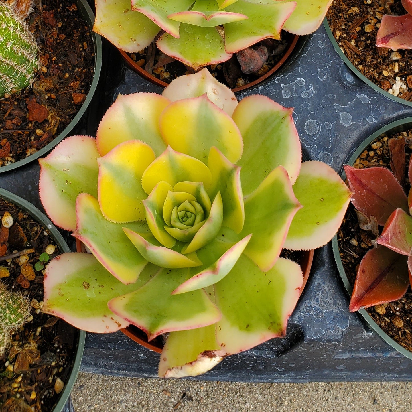 Aeonium Starburst