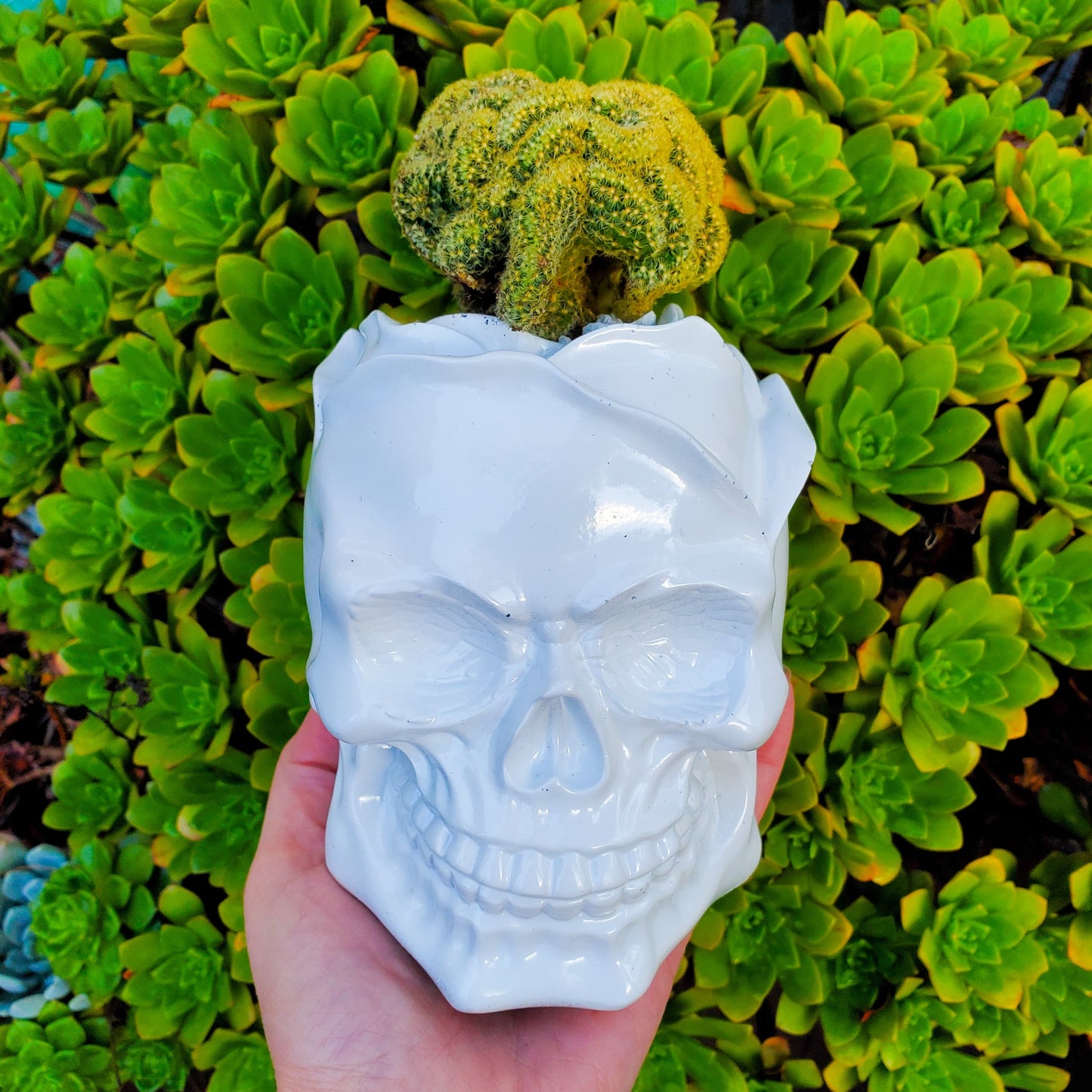 succulent skull night light Brain Cactus Rose Skull Succulent Arrangement