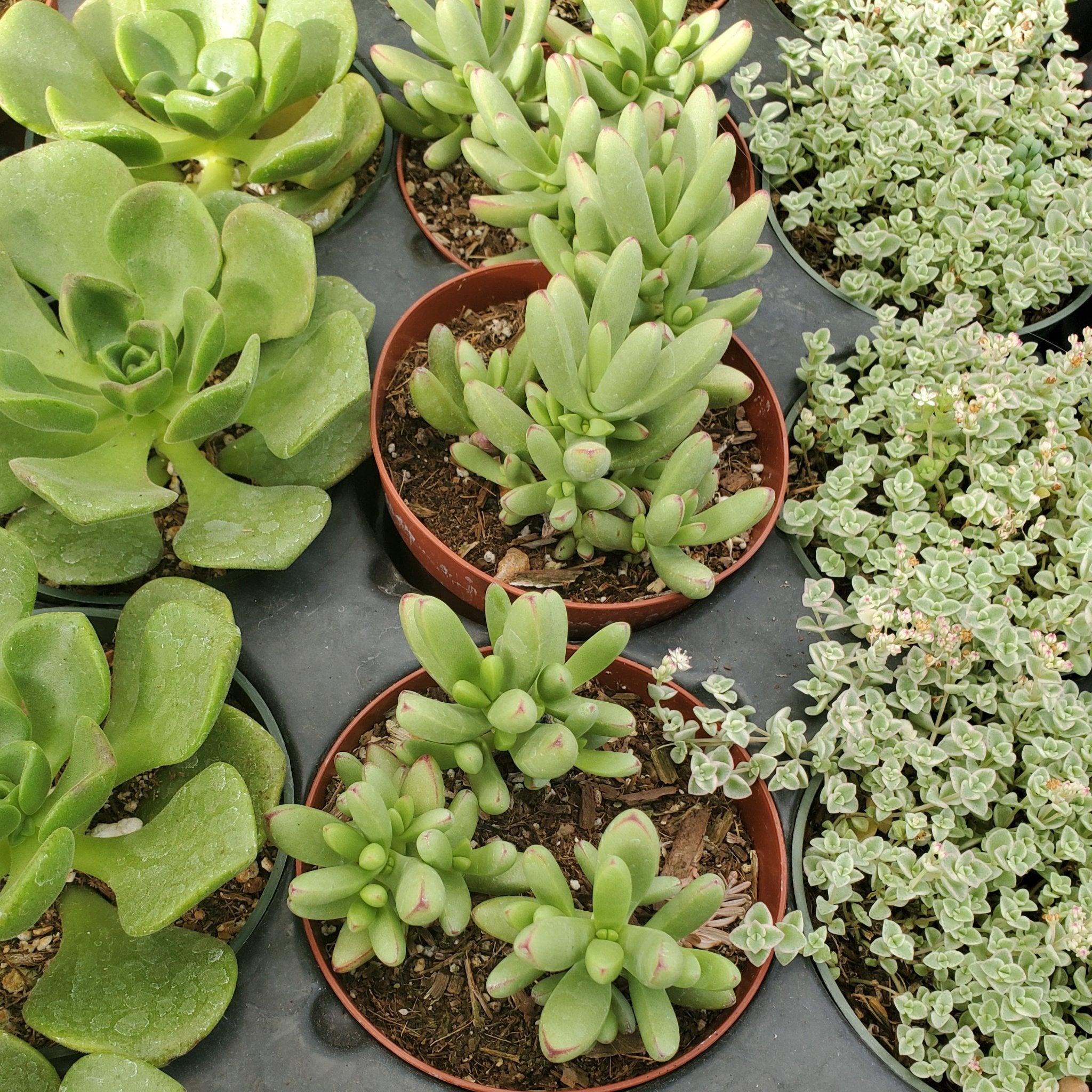 chorus succulent Crassula Nudicaulis Var. Herrei