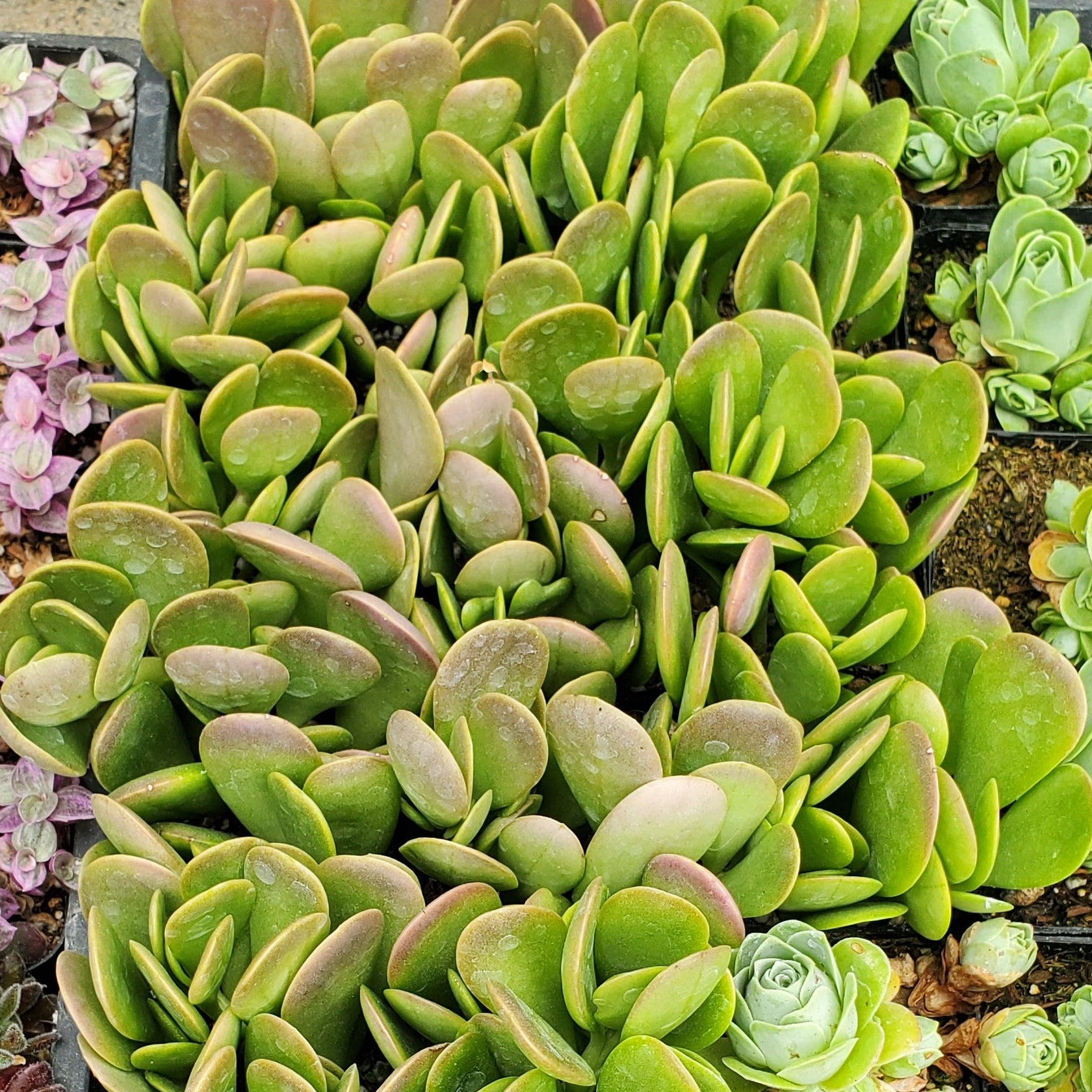 Crassula ovata 'Tricolor Jade' | Rooted in Paradise Succulent