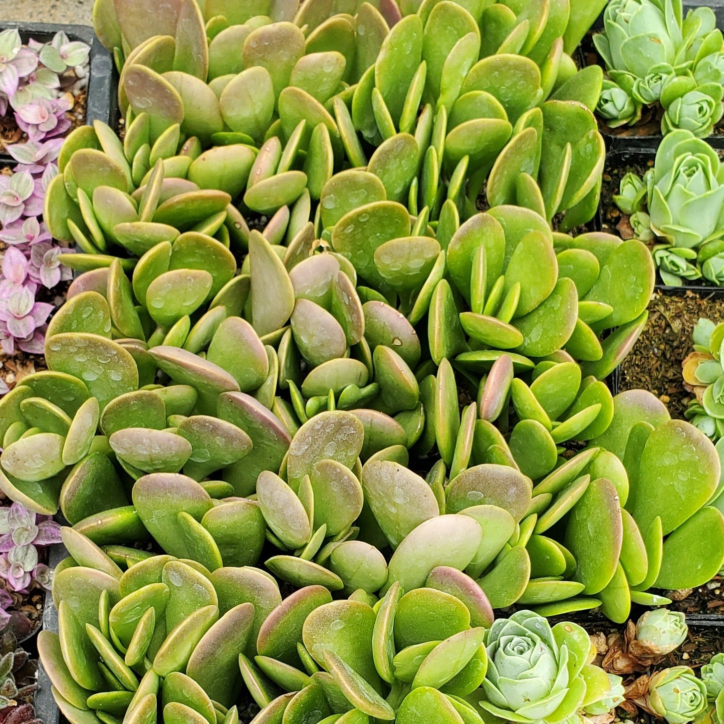 Senecio jacobsenii 'Trailing Jade' or 'Weeping Jade'
