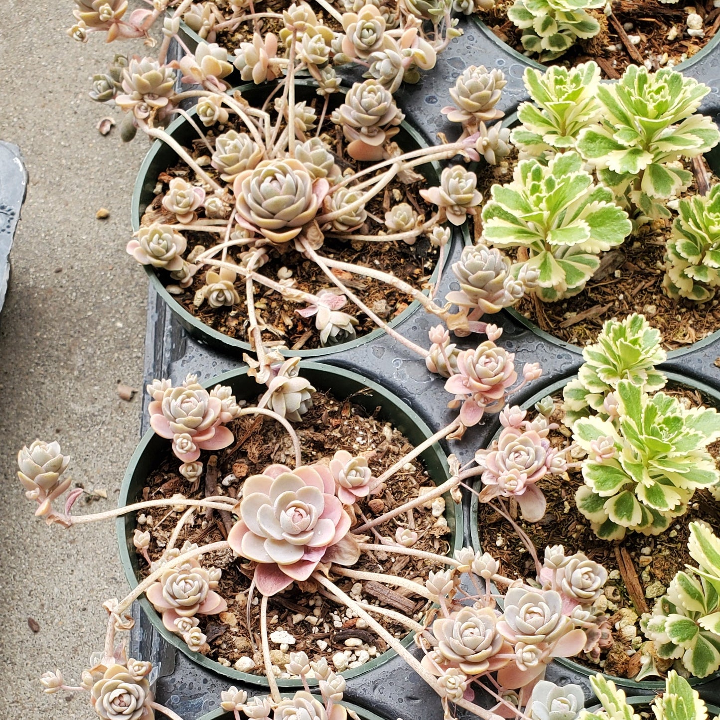 Orostachys malacophylla var. iwarenge 'Chinese Dunce Cap'