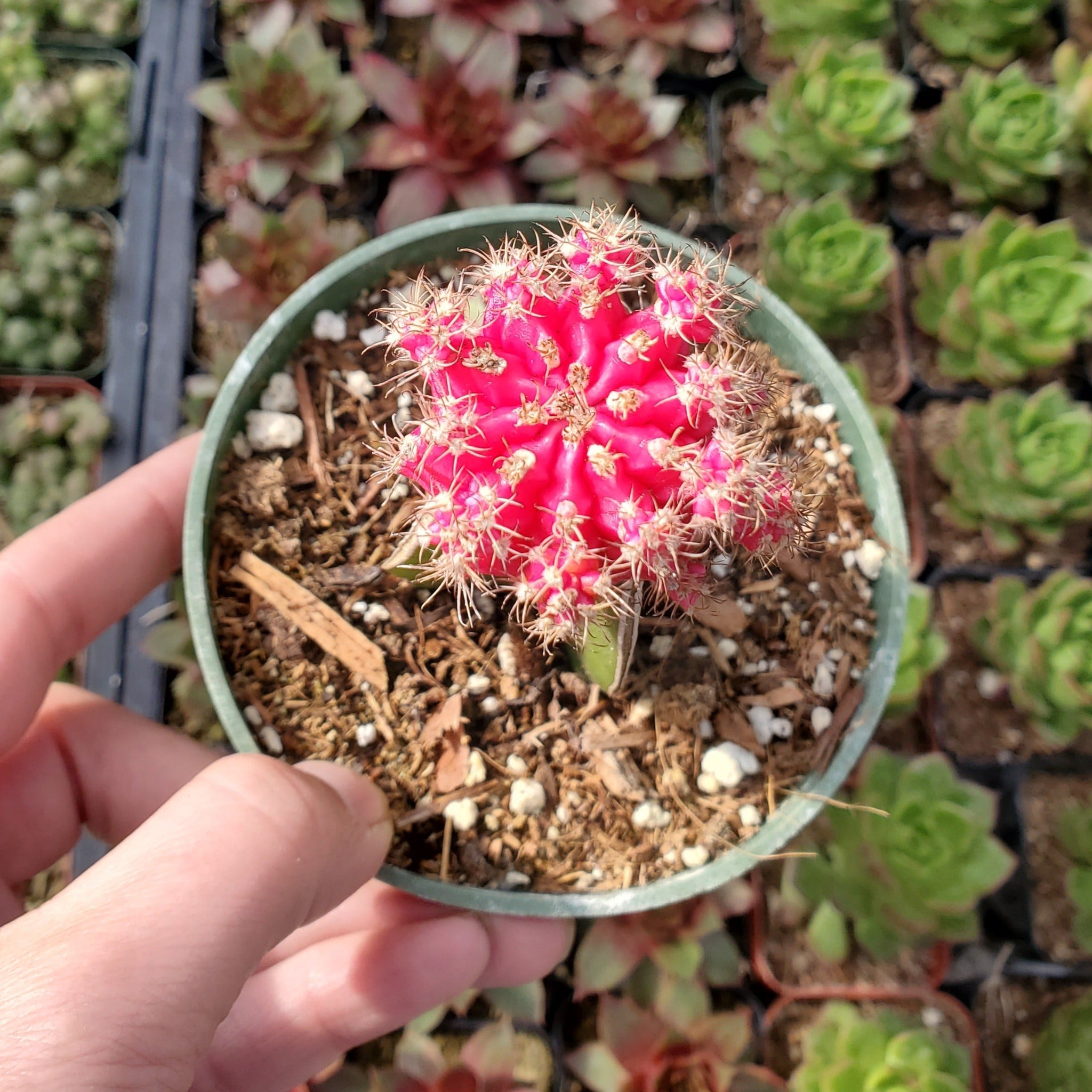 types of moon cactus Grafted Gymnocalycium mihanovichii 'Moon Cactus'