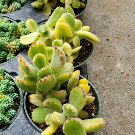 Cotyledon tomentosa 'Variegated Bear's Paw'